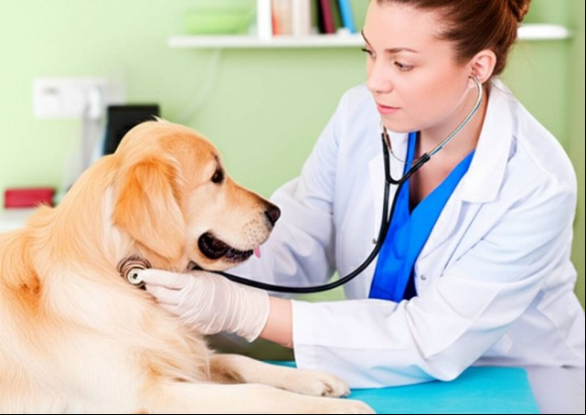 Aumentam os casos de doenças respiratórias e articulares em pets
